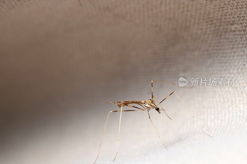 鹤飞(大蚊科;Eriopterini sp)。